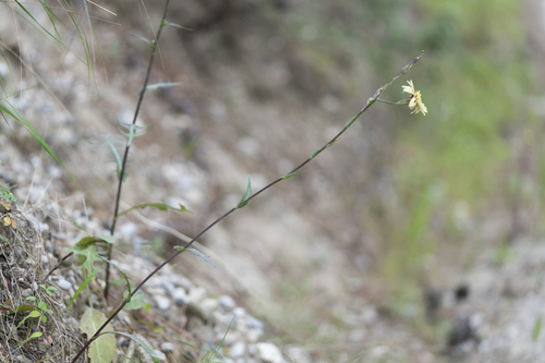 Image of Lactuca tuberosa by (c) Eleftherios Katsillis, some rights reserved (CC BY)