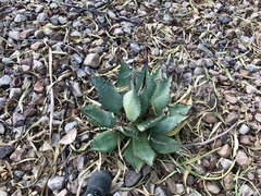 Agave shrevei