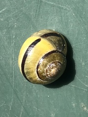 Cepaea