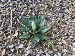 Agave shrevei