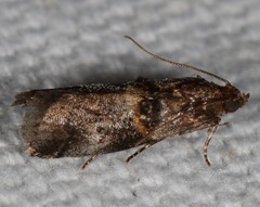 Acrobasis minimella