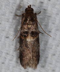 Acrobasis minimella