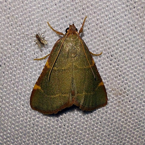 Pink-fringed Dolichomia Moth photo 3