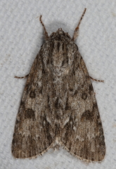 Acronicta longa