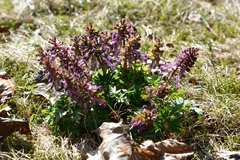 Corydalis solida