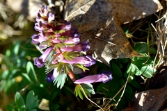 Corydalis solida