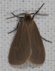 Pagara simplex