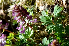Corydalis solida