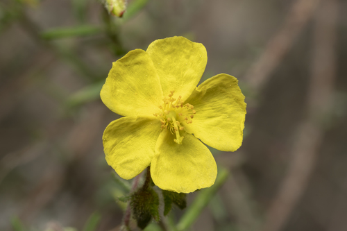 Image of Fumana laevis by (c) Eleftherios Katsillis, some rights reserved (CC BY)