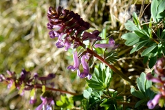 Corydalis solida