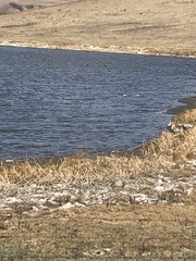 Recurvirostra americana