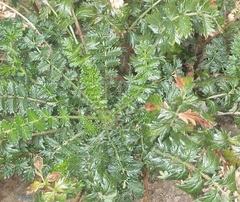 Acaena ovina