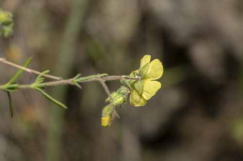Fumana laevis, photograph 3
