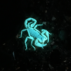 Smeringurus vachoni