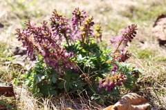 Corydalis solida