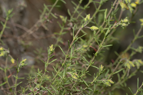 Fumana laevis, photograph 4