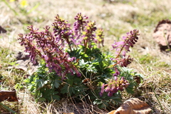 Corydalis solida