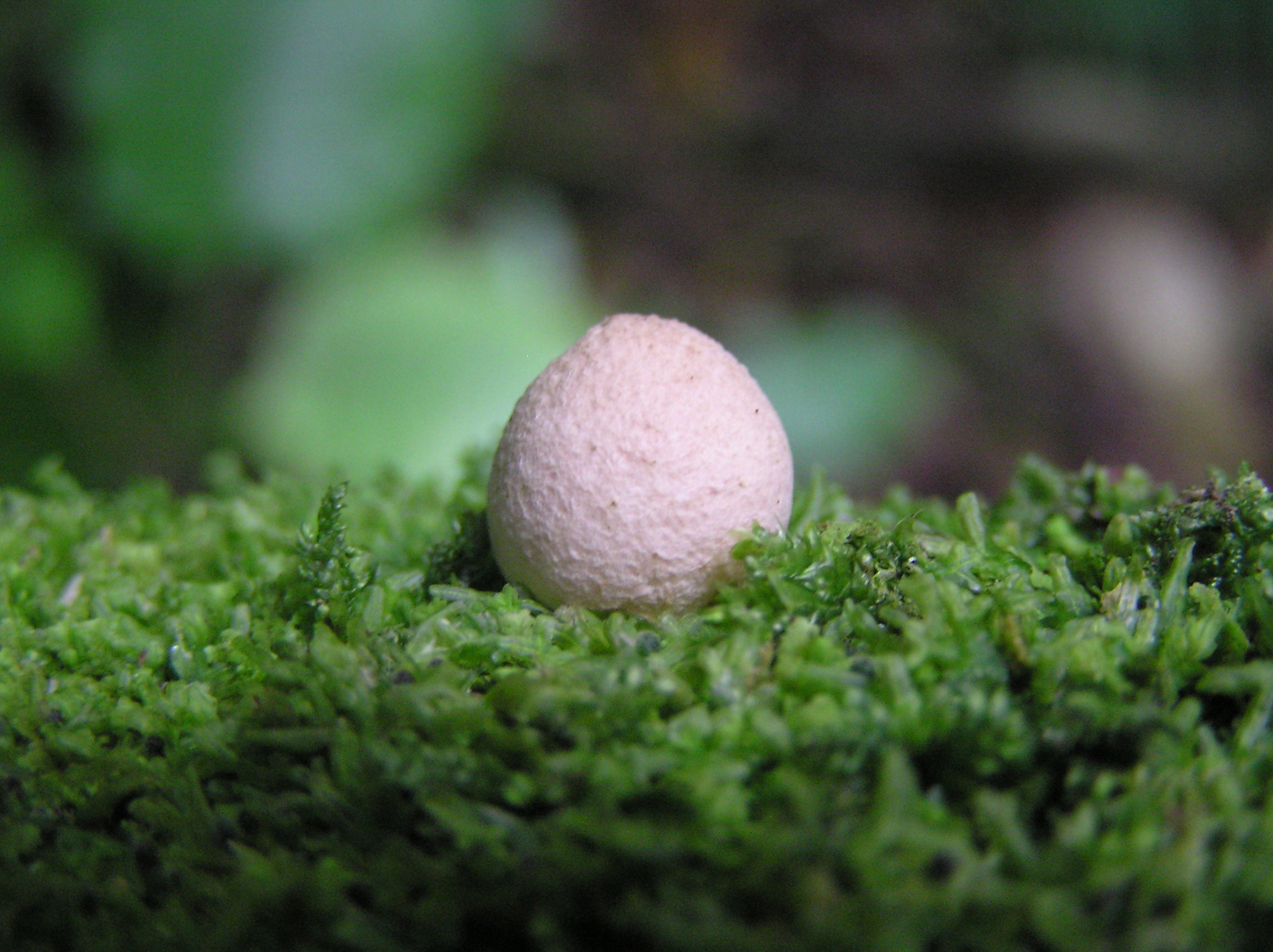 A small oval puffball growing in 'moss'