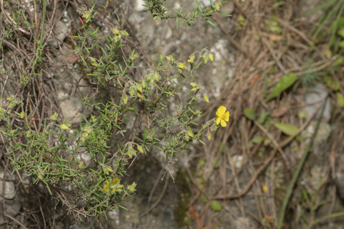 Fumana laevis, photograph 5