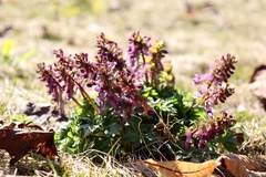 Corydalis solida