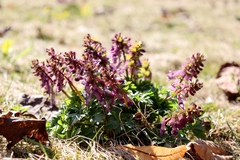 Corydalis solida