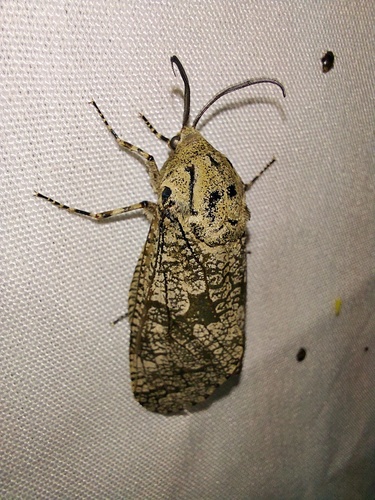 Carpenterworm Moth photo 3