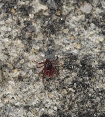 Rhipicephalus sanguineus