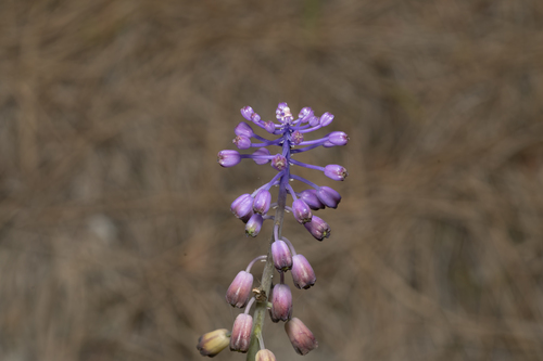 Image of Muscari weissii by (c) Eleftherios Katsillis, some rights reserved (CC BY)