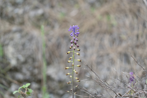 Image of Muscari weissii by (c) Eleftherios Katsillis, some rights reserved (CC BY)