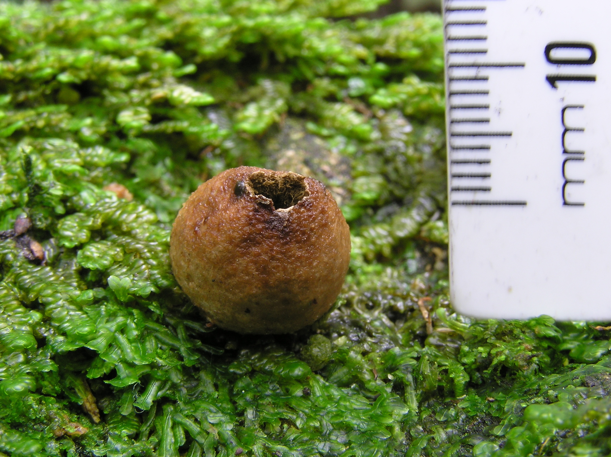 Puffball with scale