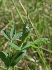 Thermopsis gracilis