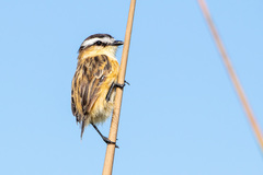 Culicivora caudacuta