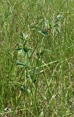 Thermopsis gracilis