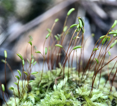 Herzogiella seligeri