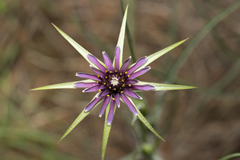 Tragopogon coelesyriacus
