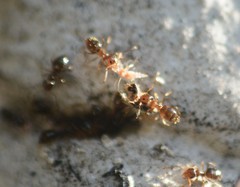 Formicidae
