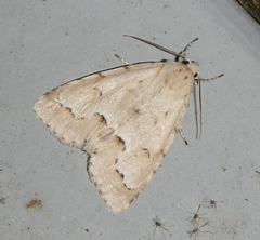 Acronicta innotata