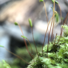 Herzogiella seligeri