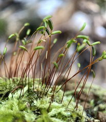 Herzogiella seligeri