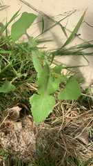 Sonchus oleraceus