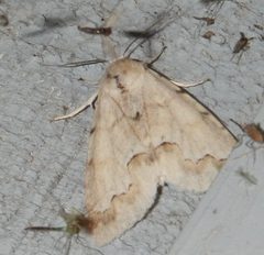 Acronicta innotata