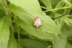 Euschistus servus euschistoides