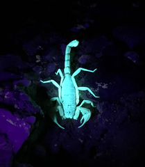 Smeringurus vachoni