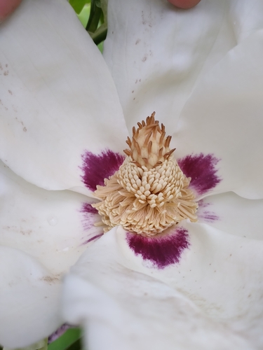 Image of Magnolia ashei by (c) Scott Ward, some rights reserved (CC BY)