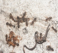 Formicidae