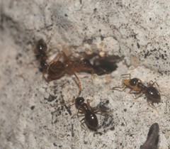 Formicidae