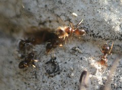 Formicidae