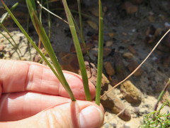 Thereianthus spicatus