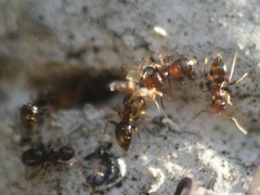 Formicidae