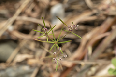 Galium setaceum